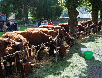 Comice Agricole de la Vache Salers