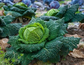 Les jardins naturels d'Auzanges - Label bio -